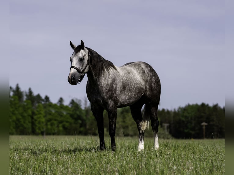 American Quarter Horse Castrone 5 Anni Grigio in Nevis