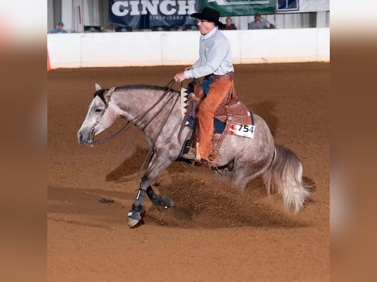 American Quarter Horse Castrone 5 Anni Grigio in Buffalo