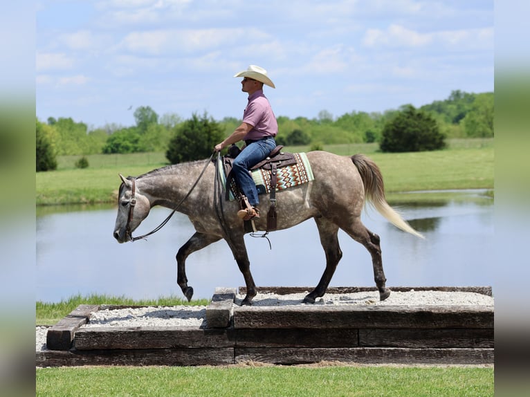 American Quarter Horse Castrone 5 Anni Grigio in Buffalo