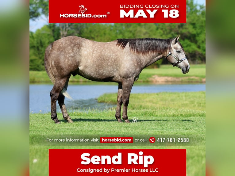American Quarter Horse Castrone 5 Anni Grigio in Buffalo