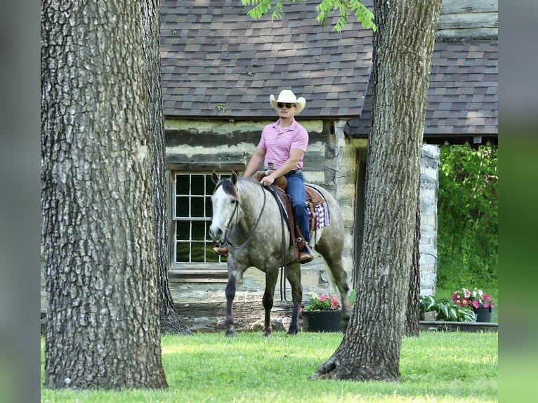 American Quarter Horse Castrone 5 Anni Grigio in Buffalo