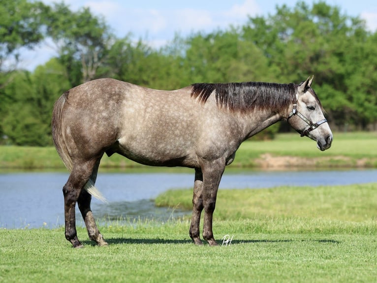 American Quarter Horse Castrone 5 Anni Grigio in Buffalo