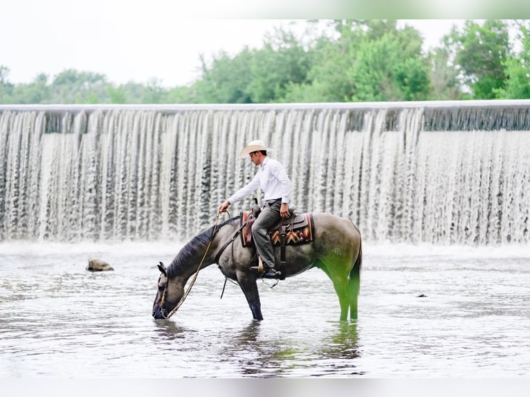 American Quarter Horse Castrone 5 Anni Grullo in Independence