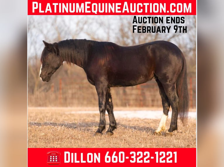 American Quarter Horse Castrone 5 Anni Morello in Carrolton MO