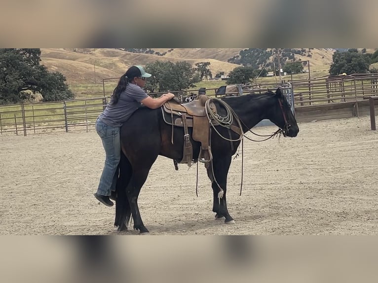 American Quarter Horse Castrone 5 Anni Morello in Paicines CA