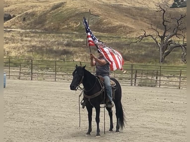 American Quarter Horse Castrone 5 Anni Morello in Paicines CA