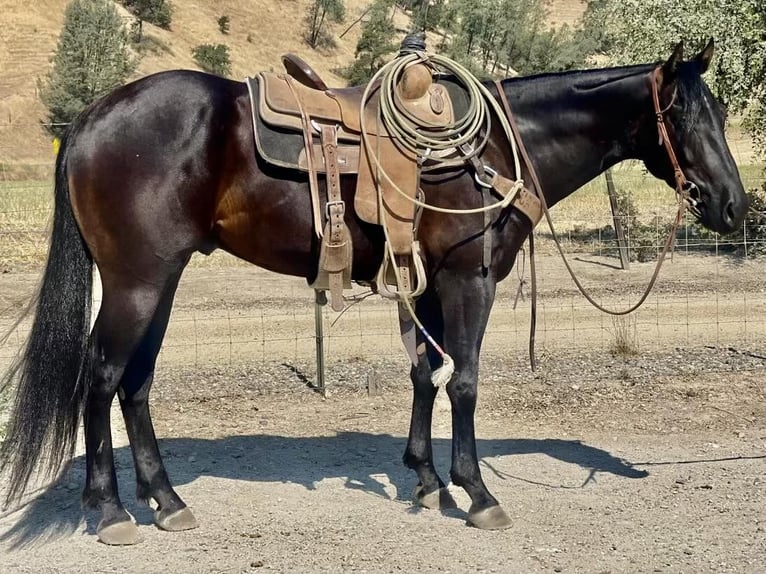 American Quarter Horse Castrone 5 Anni Morello in Paicines CA