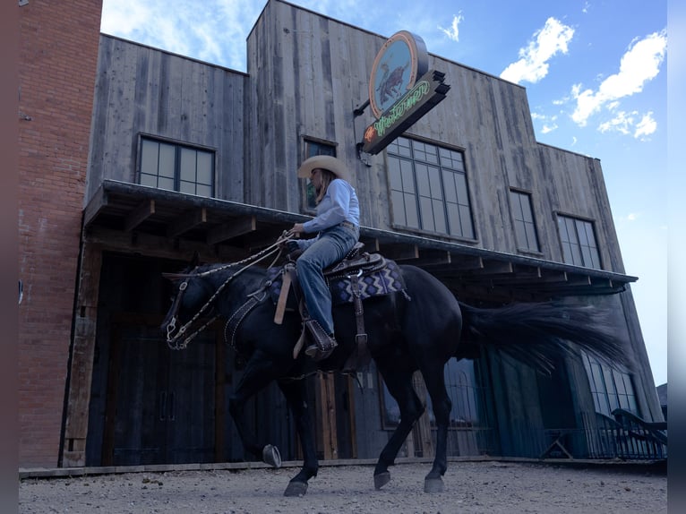 American Quarter Horse Castrone 5 Anni Morello in Bozeman