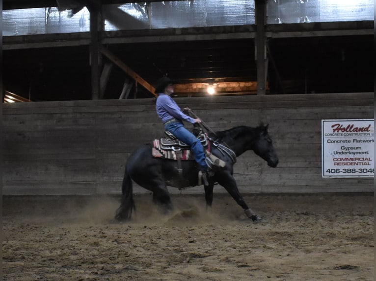 American Quarter Horse Castrone 5 Anni Morello in Bozeman