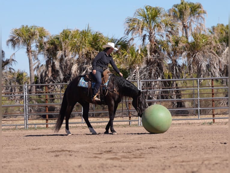 American Quarter Horse Castrone 5 Anni Morello in Nevis