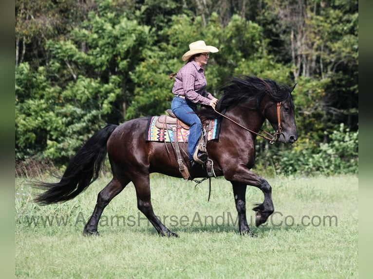 American Quarter Horse Castrone 5 Anni Morello in Mount Vernon