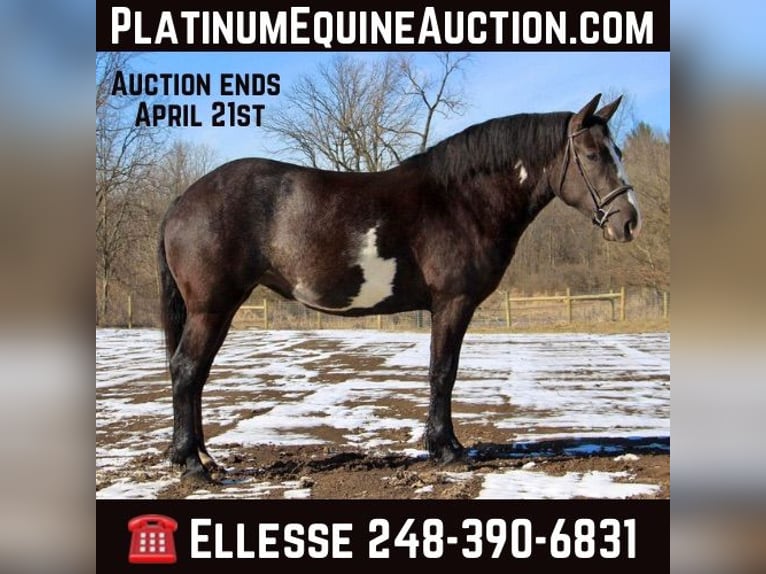 American Quarter Horse Castrone 5 Anni Overo-tutti i colori in Howell, MI