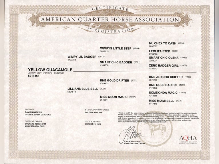 American Quarter Horse Castrone 5 Anni Palomino in Millersburg