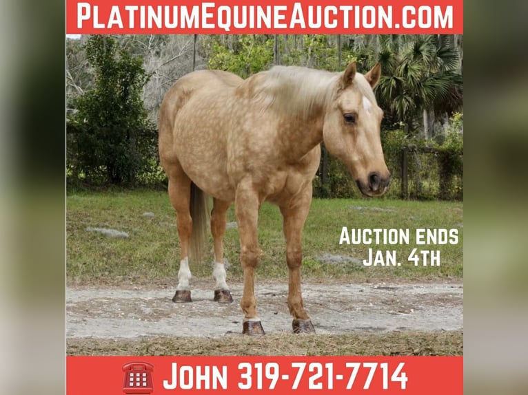 American Quarter Horse Castrone 5 Anni Palomino in Lisbon