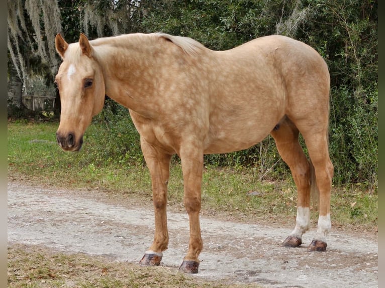 American Quarter Horse Castrone 5 Anni Palomino in Lisbon
