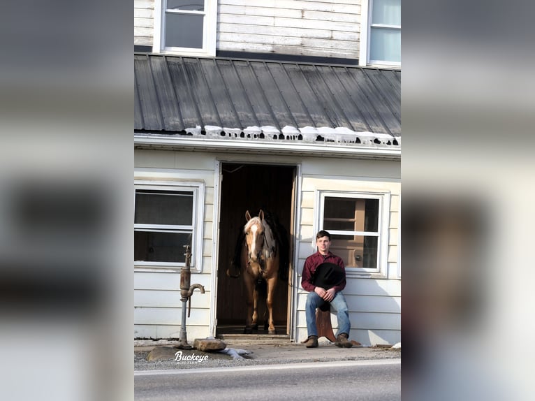 American Quarter Horse Castrone 5 Anni Palomino in Millersburg