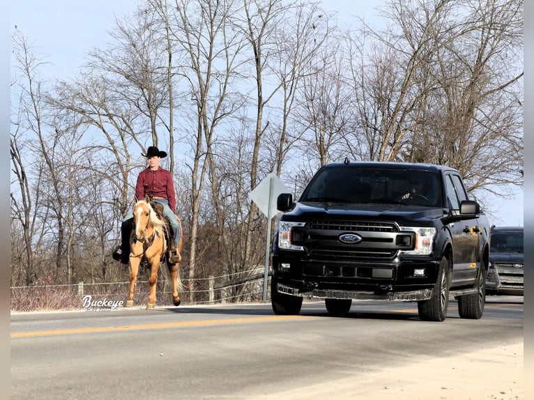 American Quarter Horse Castrone 5 Anni Palomino in Millersburg