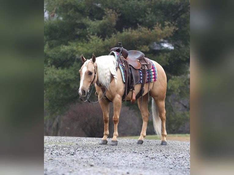 American Quarter Horse Castrone 5 Anni Palomino in Millersburg