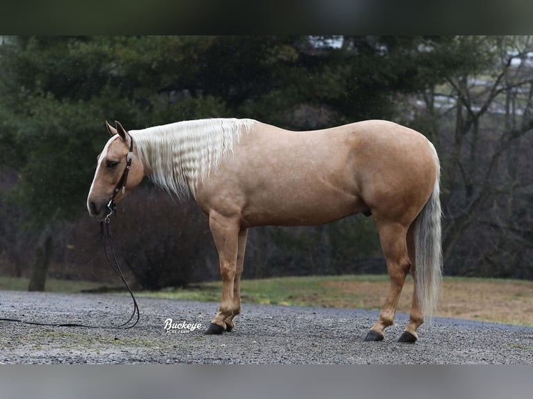 American Quarter Horse Castrone 5 Anni Palomino in Millersburg