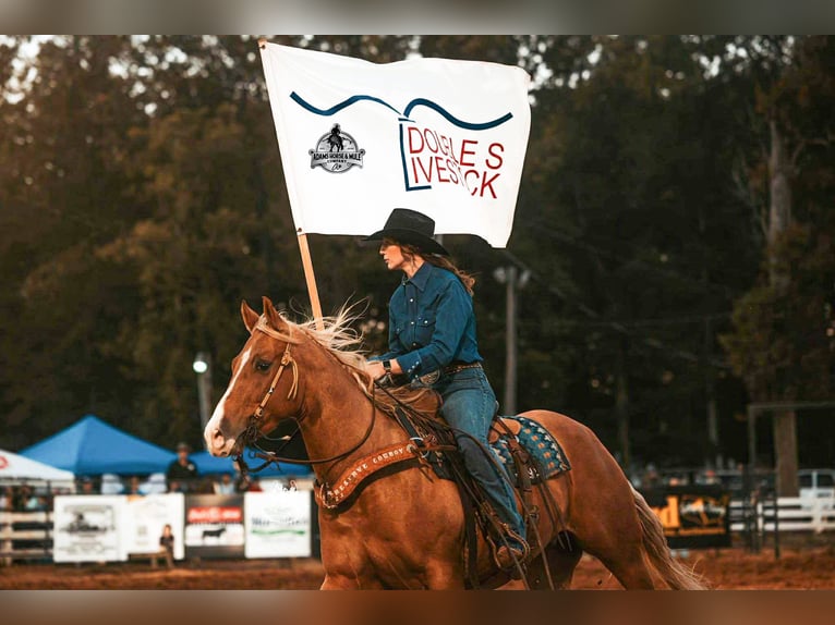 American Quarter Horse Castrone 5 Anni Palomino in Fresno