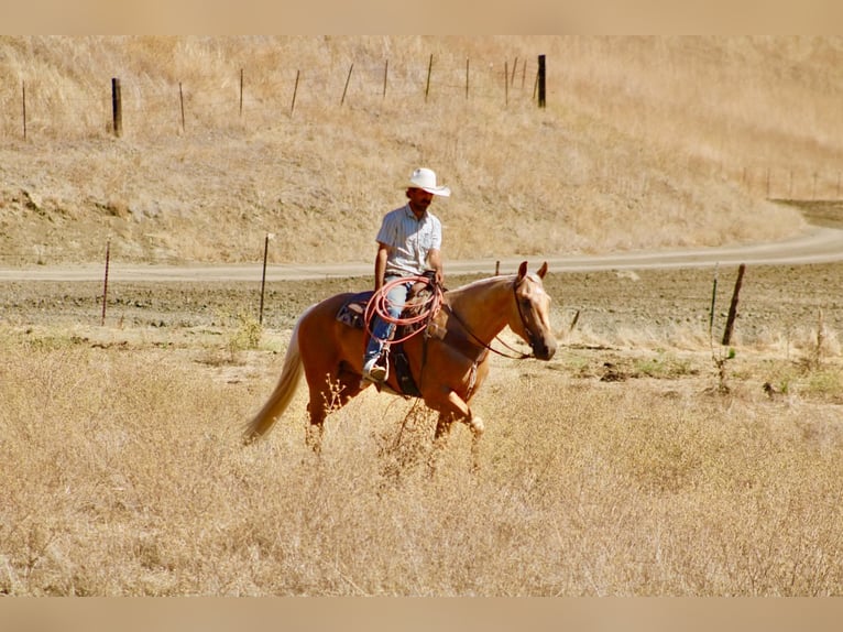 American Quarter Horse Castrone 5 Anni Palomino in Tres Pinos