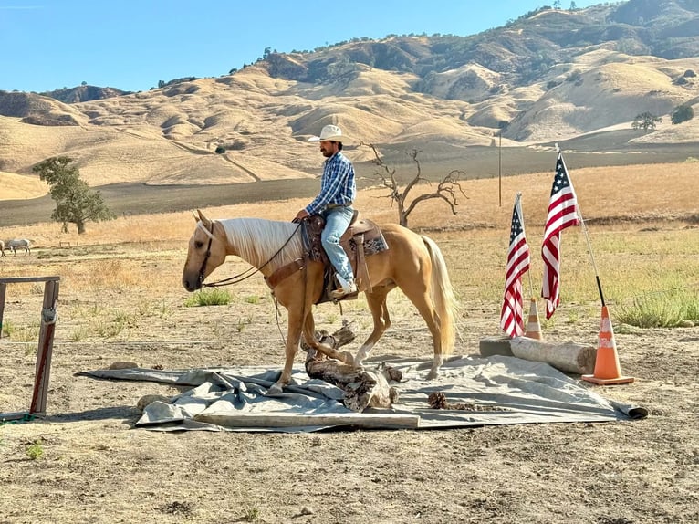 American Quarter Horse Castrone 5 Anni Palomino in Tres Pinos
