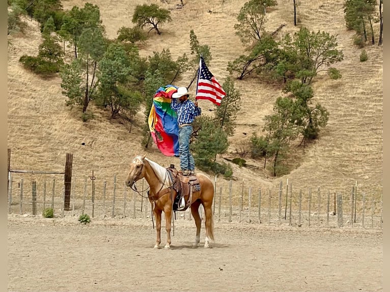 American Quarter Horse Castrone 5 Anni Palomino in Tres Pinos