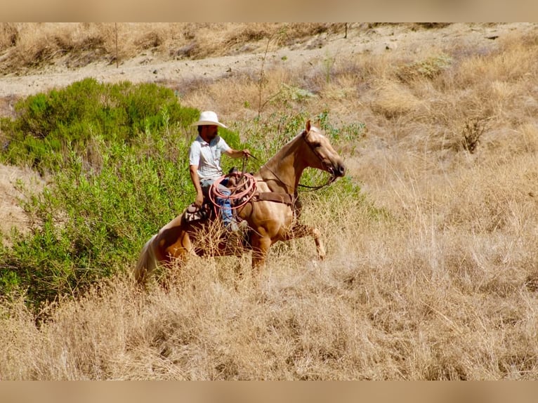 American Quarter Horse Castrone 5 Anni Palomino in Tres Pinos