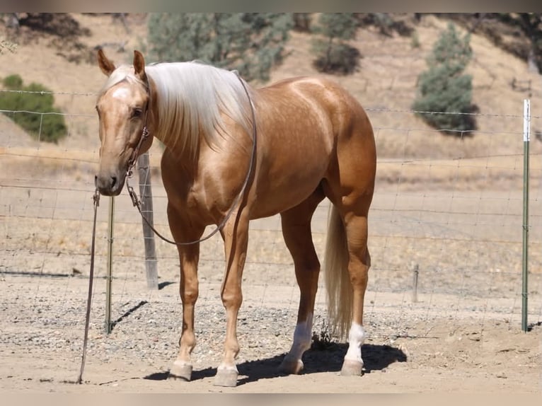 American Quarter Horse Castrone 5 Anni Palomino in Tres Pinos