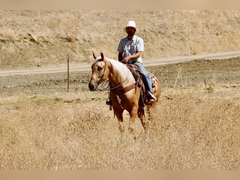 American Quarter Horse Castrone 5 Anni Palomino in Tres Pinos