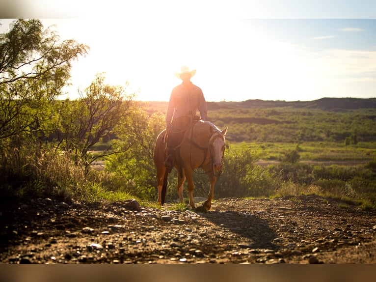 American Quarter Horse Castrone 5 Anni Palomino in Amarillo