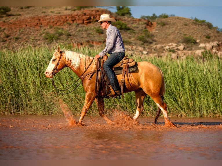 American Quarter Horse Castrone 5 Anni Palomino in Amarillo