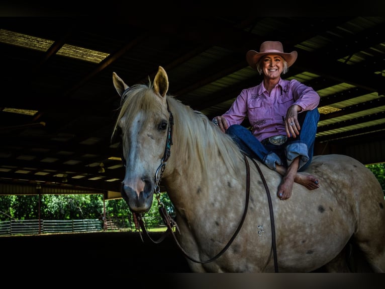 American Quarter Horse Castrone 5 Anni Palomino in Aubrey