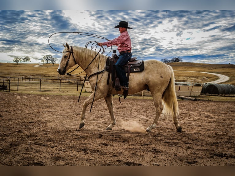 American Quarter Horse Castrone 5 Anni Palomino in Aubrey