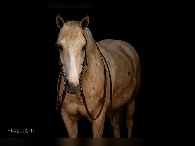 American Quarter Horse Castrone 5 Anni Palomino in Aubrey