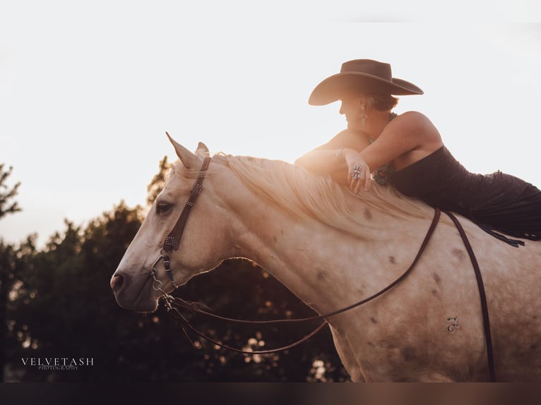 American Quarter Horse Castrone 5 Anni Palomino in Aubrey