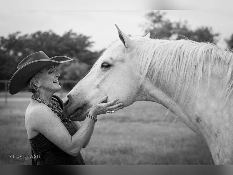 American Quarter Horse Castrone 5 Anni Palomino in Aubrey
