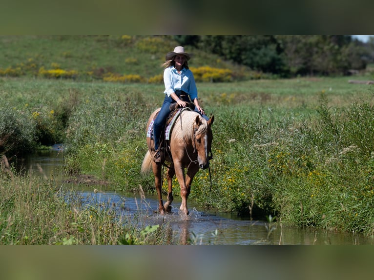 American Quarter Horse Castrone 5 Anni Palomino in Fredericksburg