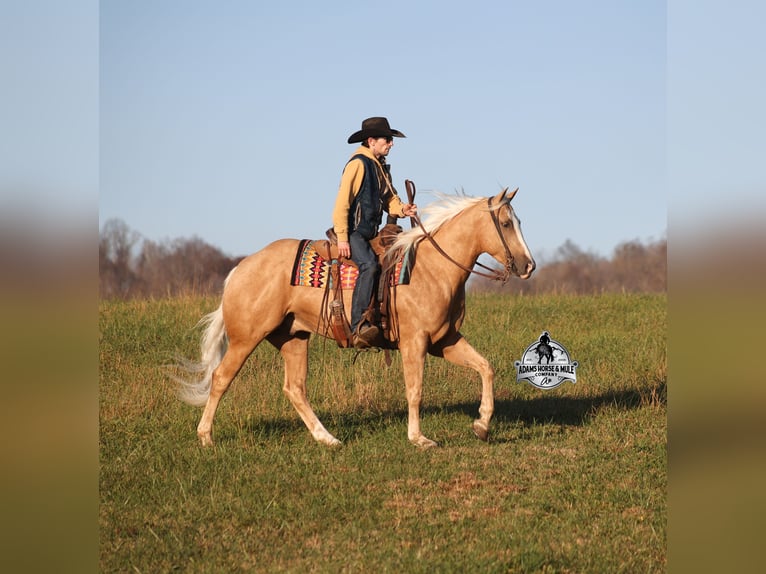 American Quarter Horse Castrone 5 Anni Palomino in Mount Vernon