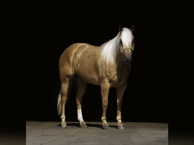 American Quarter Horse Castrone 5 Anni Palomino in Nevis