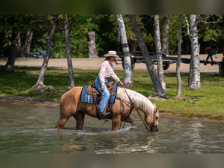 American Quarter Horse Castrone 5 Anni Palomino in Nevis