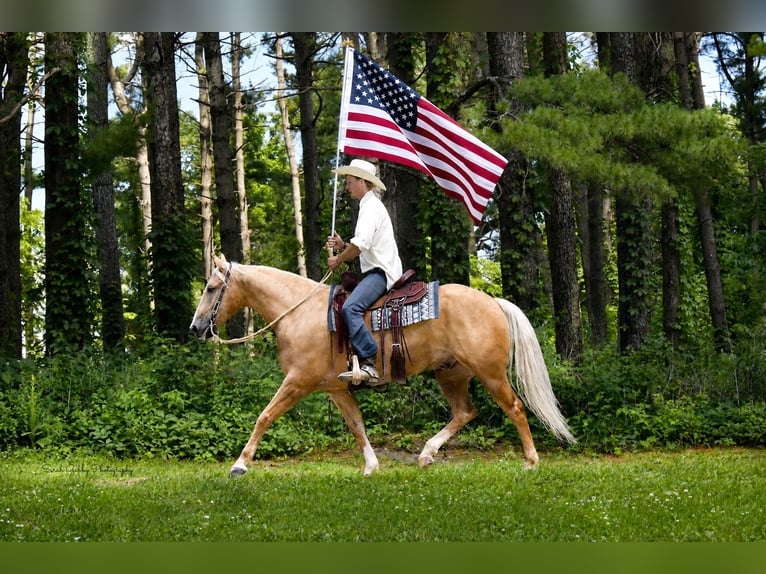 American Quarter Horse Castrone 5 Anni Palomino in Oelwein