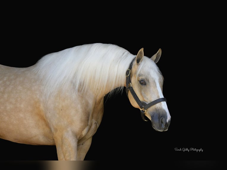 American Quarter Horse Castrone 5 Anni Palomino in Oelwein