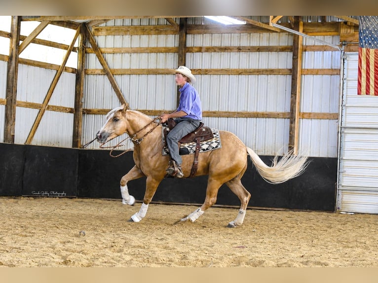 American Quarter Horse Castrone 5 Anni Palomino in Oelwein