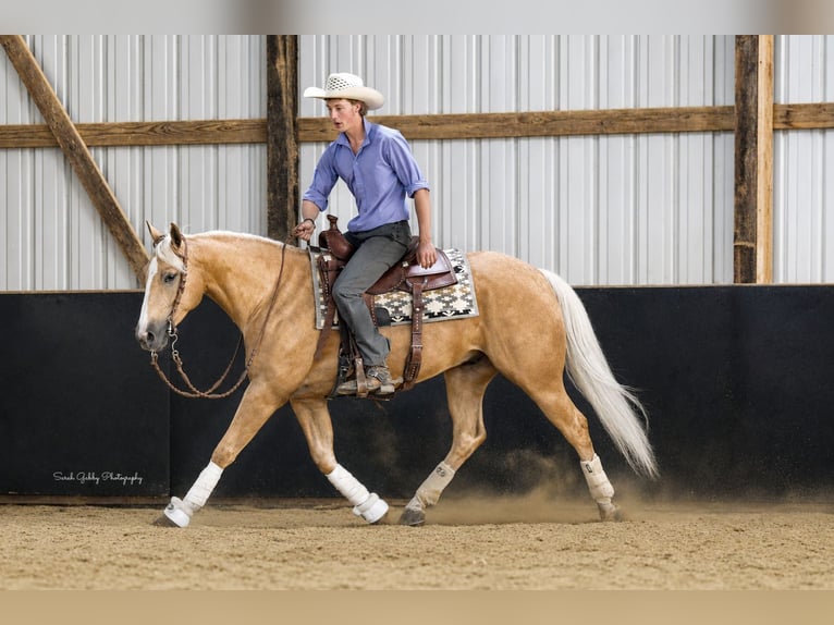 American Quarter Horse Castrone 5 Anni Palomino in Oelwein