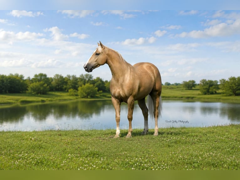 American Quarter Horse Castrone 5 Anni Palomino in Oelwein