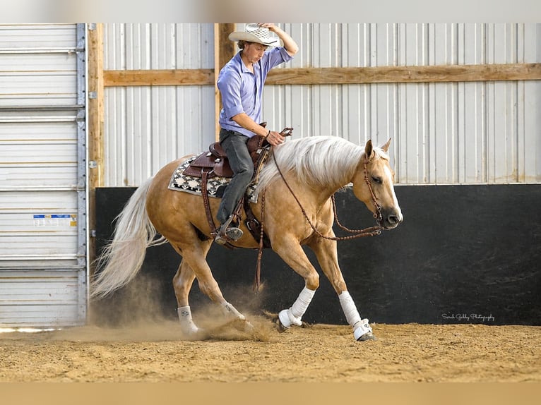 American Quarter Horse Castrone 5 Anni Palomino in Oelwein