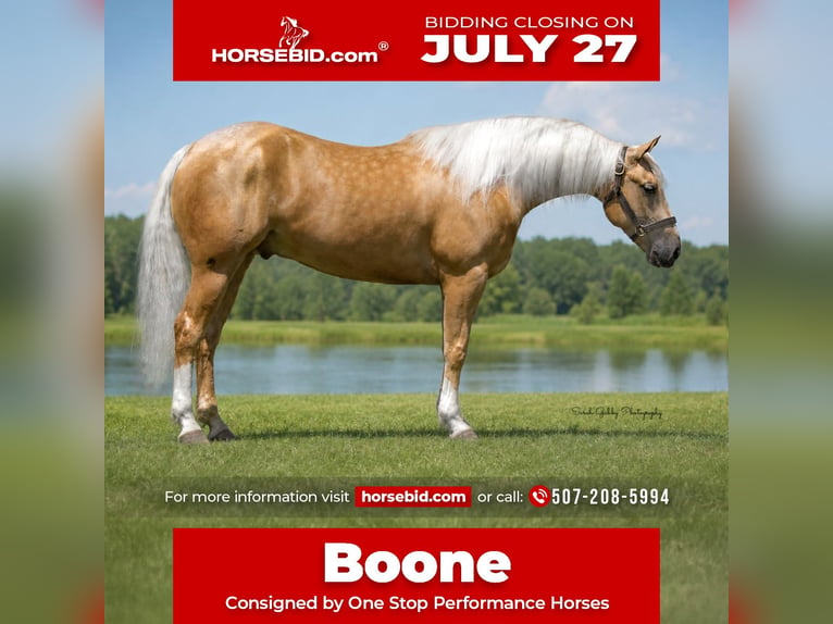 American Quarter Horse Castrone 5 Anni Palomino in Oelwein