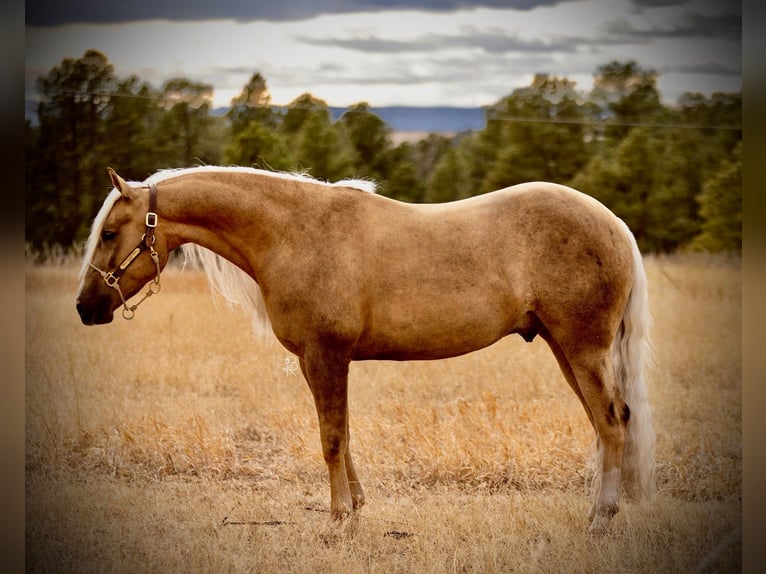 American Quarter Horse Castrone 5 Anni Palomino in Elbert