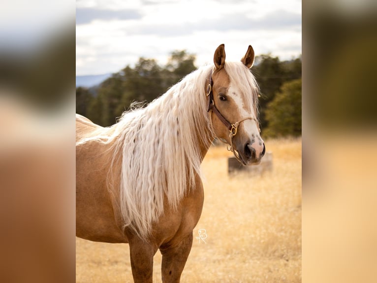 American Quarter Horse Castrone 5 Anni Palomino in Elbert